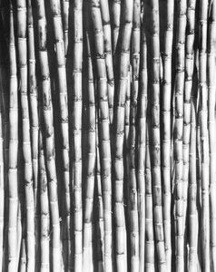 Canne à sucre, Mexique, 1929 - Tina Modotti